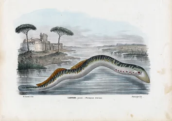 Lampreia do Mar, 1863-79